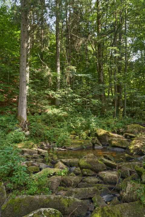 Gemeinde Waldkirchen Landkreis Freyung-Grafenau Saußbachklamm (Dirschl Johann) Deutschland FRG